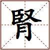 腎的图片